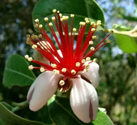 AKKA SELLOWA Feijoa - sadzonki w doniczkach