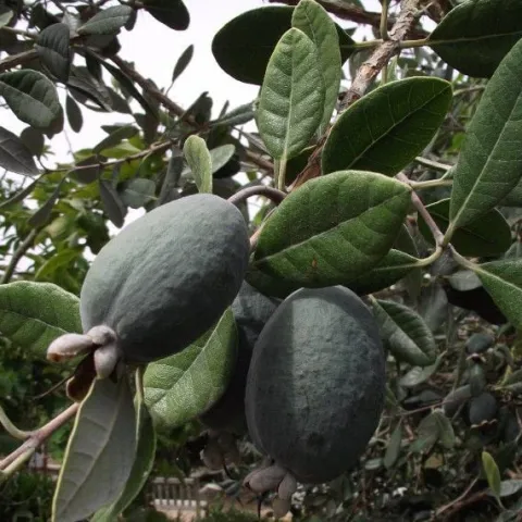 AKKA SELLOWA Feijoa - sadzonki w doniczkach