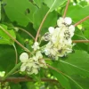 AKTINIDIA SAMOPYLNA Issai - sadz. w doniczkach !!!