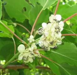 AKTINIDIA SAMOPYLNA Issai - sadz. w doniczkach !!!