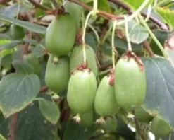 AKTINIDIA SAMOPYLNA Issai - sadz. w doniczkach !!!