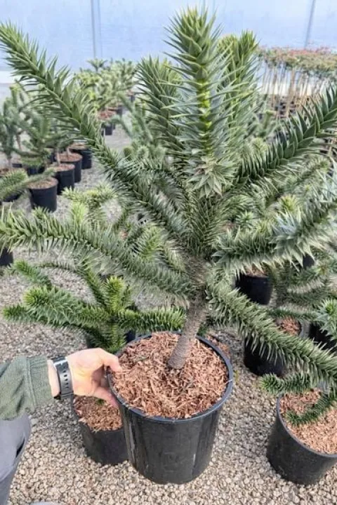 Araucaria araucana - Araukaria chilijska (małpie drzewo) 40-50cm