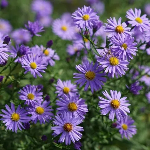Aster krzaczasty Niebieski Wieloletni Marcinek Sadzonki w doniczkach P9