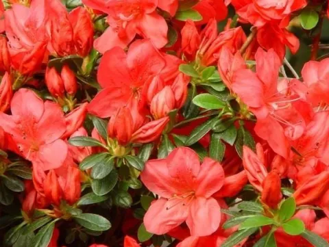 Azalia japońska GEISHA ORANGE Pomarańczowe kwiaty Różanecznik Na skalniak