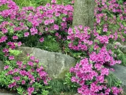 Azalia japońska KATJA Różowa Duże kwiaty Miniatura Na skalniak Rabaty
