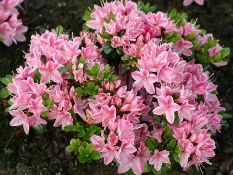 Azalia japońska KERMESINA ROSE Biało-różowa Sadzonki w doniczkach