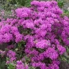 Azalia japońska KONIGSTEIN Fioletowa Na bonsai