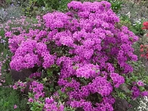 Azalia japońska KONIGSTEIN Fioletowa Na bonsai