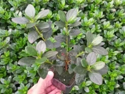 Azalia japońska KONIGSTEIN Fioletowa Na bonsai