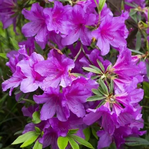 Azalia japońska KONIGSTEIN Fioletowa Na bonsai