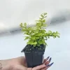 Berberys Thunberga DIABOLICUM Sadzonka p9