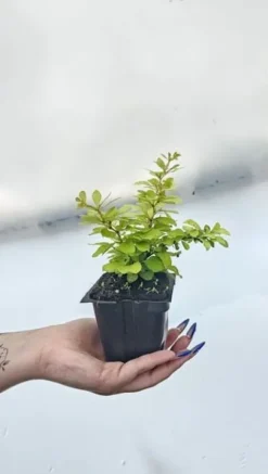 Berberys Thunberga DIABOLICUM Sadzonka p9