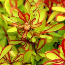 Berberys Thunberga DIABOLICUM Sadzonka p9