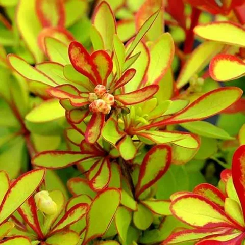 Berberys Thunberga DIABOLICUM Sadzonka p9