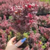 Berberys Thunberga LUTIN ROUGE 10-30cm Rubinowa Ozdoba
