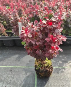 Berberys Thunberga LUTIN ROUGE 10-30cm Rubinowa Ozdoba