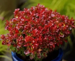 Berberys Thunberga LUTIN ROUGE 10-30cm Rubinowa Ozdoba
