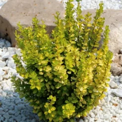 Berberys Thunberga MARIA 10-30cm Złota Królowa Ogrodu