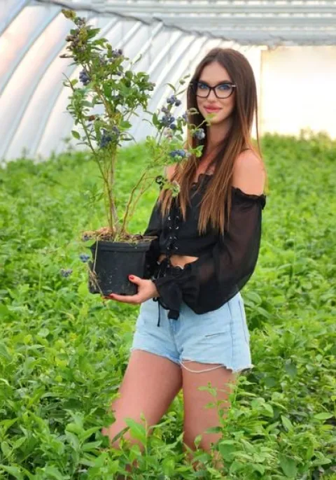 Borówka Amerykańska DUKE 50-70cm 2l Sadzonka Duże Owoce