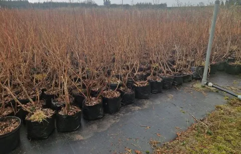 Borówka Amerykańska DUKE 5L 70-100cm Najsłodsze Owoce