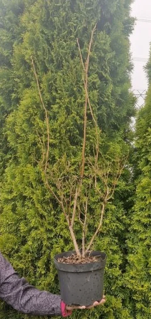 Borówka Amerykańska DUKE 5L 70-100cm Najsłodsze Owoce