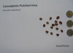 BREZYLKA NADOBNA Caesalpinia Pulcherrima NASIONA 60 sztuk - 10g.