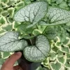 Brunera wielkolistna SILVER HEART Brunnera Do cienia Sadzonki doniczka 1L