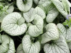 Brunera wielkolistna SILVER HEART Brunnera Do cienia Sadzonki doniczka 1L