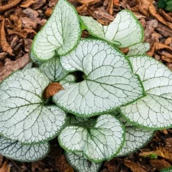 Brunera wielkolistna SILVER HEART Brunnera Do cienia Sadzonki doniczka 1L