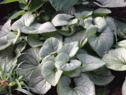 Brunera wielkolistna SILVER HEART Brunnera Do cienia Sadzonki doniczka 1L