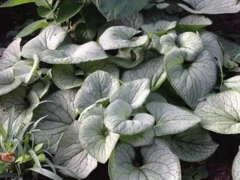 Brunera wielkolistna SILVER HEART Brunnera Do cienia Sadzonki doniczka 1L