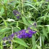 Budleja Dawida 'Empire Blue' Niebieska (Buddleja davidii) Doniczka 2.0L