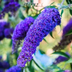 Budleja Dawida 'Empire Blue' Niebieska (Buddleja davidii) Doniczka 2.0L