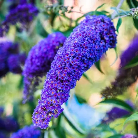 Budleja Dawida 'Empire Blue' Niebieska (Buddleja davidii) Doniczka 2.0L