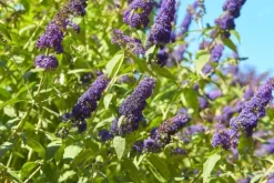Budleja Dawida 'Empire Blue' Niebieska (Buddleja davidii) Doniczka 2.0L