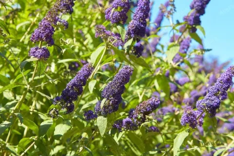 Budleja Dawida 'Empire Blue' Niebieska (Buddleja davidii) Doniczka 2.0L