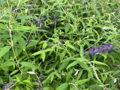Budleja Dawida 'Empire Blue' Niebieska (Buddleja davidii) Doniczka 2.0L