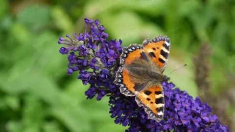 Budleja Dawida 'Empire Blue' Niebieska (Buddleja davidii) Doniczka 2.0L