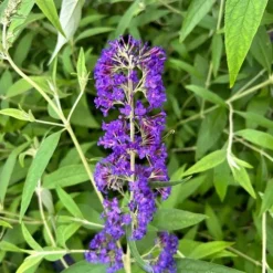 Budleja Dawida 'Empire Blue' Niebieska (Buddleja davidii) Doniczka 2.0L