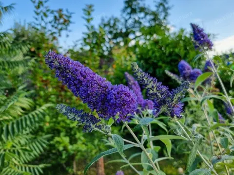 Budleja Dawida 'Empire Blue' Niebieska (Buddleja davidii) Doniczka 2.0L