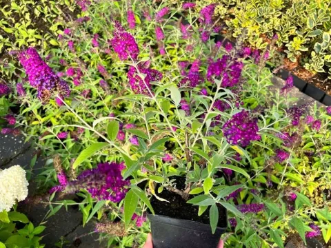 Budleja Dawida 'Magenta Munchkin' (Buddleja davidii) Doniczka 2.0L