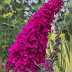 Budleja Dawida 'Magenta Munchkin' (Buddleja davidii) Doniczka 2.0L