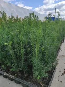 Cis Pospolity HICKSII 20-40cm Idealny Na Żywopłot