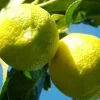Cytryna zwyczajna Limone Lemon owocuje PA 30-50cm C2