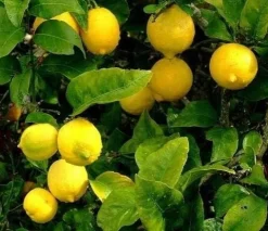 Cytryna zwyczajna Limone Lemon owocuje PA 30-50cm C2