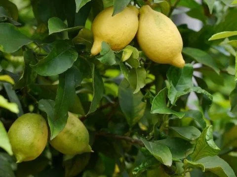 Cytryna zwyczajna Limone Lemon owocuje PA 30-50cm C2