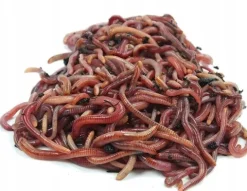 Dżdżownice kalifornijskie, dendrobena veneta 1kg