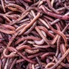 Dżdżownice trawnikowe 1kg
