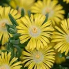 Delosperma Solstice Yellow - Delosperma cooperi