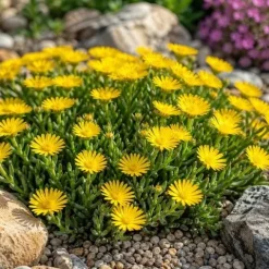 Delosperma Solstice Yellow - Delosperma cooperi